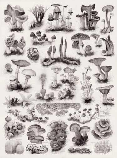 绘画 标题为“Inkcap mushroom pai…” 由Ana Maria Cosma, 原创艺术品, 墨