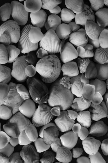 Photography titled "Seashells" by Ana Parisi, Original Artwork, Digital Photography