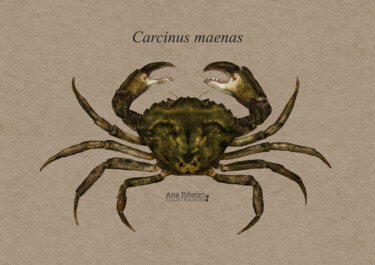 제목이 "Carcinus maenas"인 디지털 아트 Ana Ribeiro (Ana Ribeiro Illustration)로, 원작, 디지털 페인팅