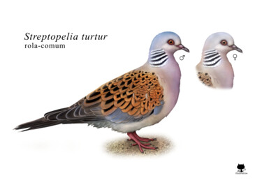 Digitale Kunst getiteld "Streptopelia turtur" door Ana Ribeiro (Ana Ribeiro Illustration), Origineel Kunstwerk, Digitaal Sch…