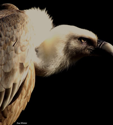 Photography titled "The Griffon Vulture" by Ana Winter, Original Artwork
