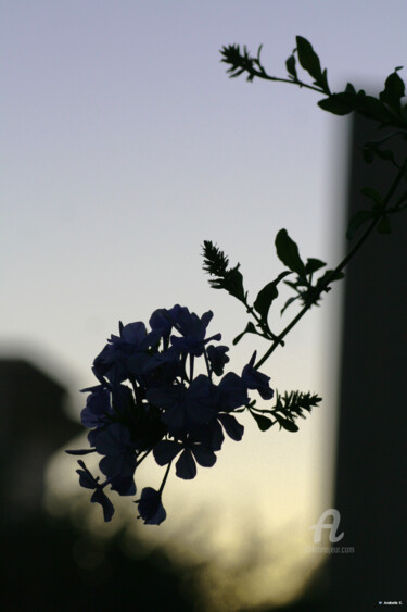 Photographie intitulée "Purple sunset" par Ana Felidae, Œuvre d'art originale