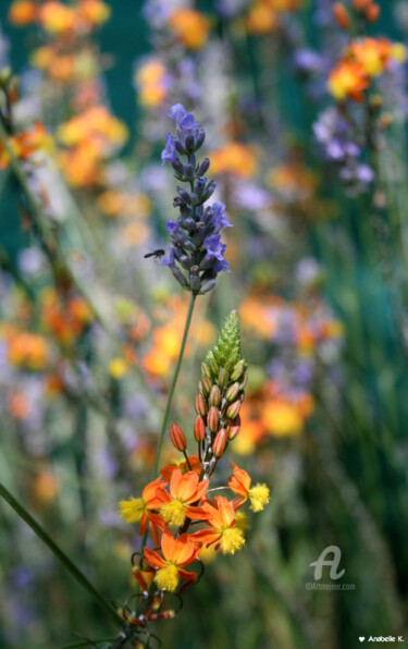 Photographie intitulée "Fleurs de soleil" par Ana Felidae, Œuvre d'art originale