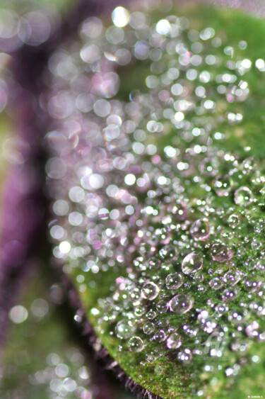 Photographie intitulée "Bruine étincelante.…" par Ana Felidae, Œuvre d'art originale