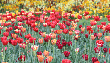 Photographie intitulée "Les tulipes" par Ana Felidae, Œuvre d'art originale
