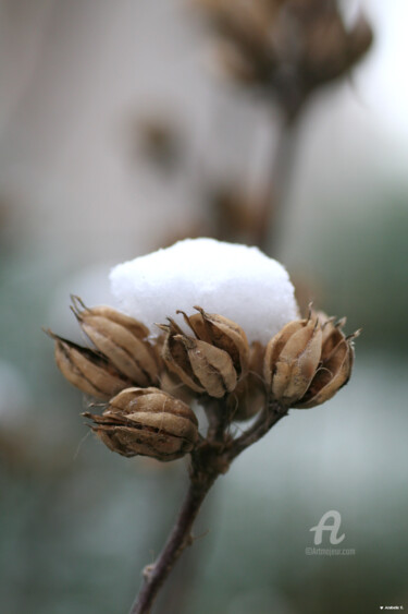 Photographie intitulée "Fleur de neige" par Ana Felidae, Œuvre d'art originale
