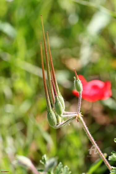 Photography titled "Griffes champêtres" by Ana Felidae, Original Artwork