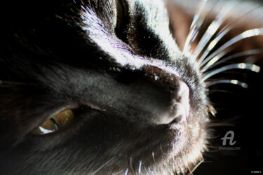 Photographie intitulée "The Eye of the cat" par Ana Felidae, Œuvre d'art originale, Photographie numérique
