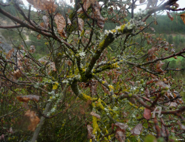 Photographie intitulée "Parfums d'automne" par Ana Felidae, Œuvre d'art originale