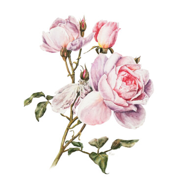 Schilderij getiteld "Розы сада Хэмптонко…" door Anastasiia Fedorchenko, Origineel Kunstwerk, Aquarel