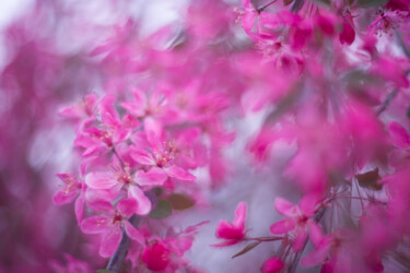 Photographie intitulée "Spring mood" par Anastasiia Lomaeva, Œuvre d'art originale, Photographie numérique