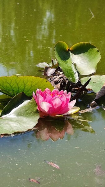 Fotografia zatytułowany „Water Lily” autorstwa András Lamp, Oryginalna praca, Fotografia cyfrowa