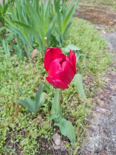 Fotografia intitolato "Red Tulip" da András Lamp, Opera d'arte originale, Fotografia digitale