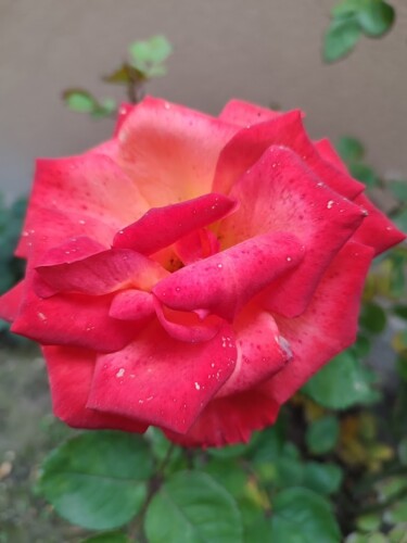 Photographie intitulée "Beautiful Rose" par András Lamp, Œuvre d'art originale, Photographie numérique