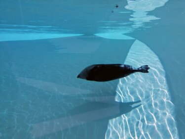 Photography titled "Swimming Seal" by András Lamp, Original Artwork, Digital Photography