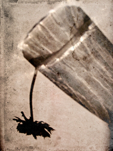 Photographie intitulée "Fleurs d’ombre" par Andre Allio, Œuvre d'art originale, Photographie manipulée