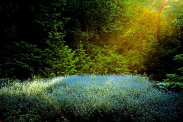 Фотография под названием "Garden Wild, VII" - Andre Baranowski, Подлинное произведение искусства, Цифровая фотография