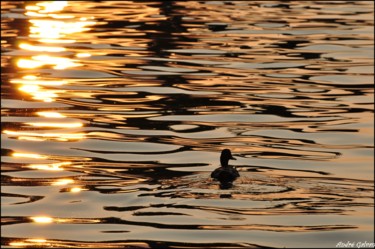 Fotografía titulada "reflets d'or / port…" por André Galvan, Obra de arte original