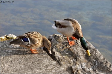 Photographie intitulée "Mr et Mme Colvert /…" par André Galvan, Œuvre d'art originale