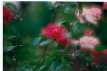 Photographie intitulée "les-roses.jpg" par André Goinaud, Œuvre d'art originale