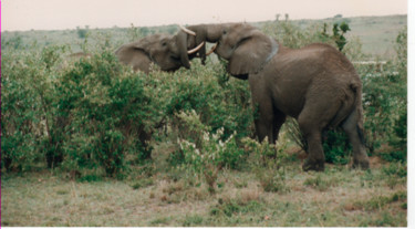 Fotografia intitulada "safari-photo-1-keny…" por André Goinaud, Obras de arte originais