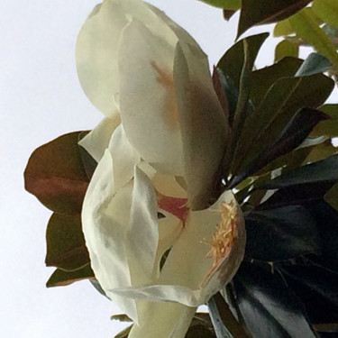 Fotografia intitolato "magnolia-grandiflor…" da André Goinaud, Opera d'arte originale