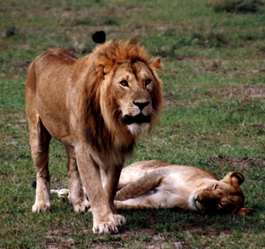 Photographie intitulée "lions-kenya.jpg" par André Goinaud, Œuvre d'art originale