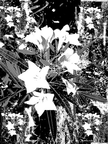 Digitale Kunst mit dem Titel "liseron-noir-et-bla…" von André Goinaud, Original-Kunstwerk