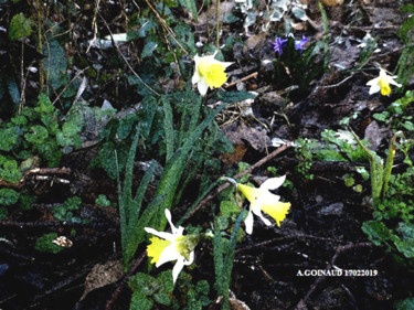 Photographie intitulée "jonquilles-mixte.jpg" par André Goinaud, Œuvre d'art originale