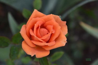 Photographie intitulée "une rose de mon jar…" par André Goinaud, Œuvre d'art originale, Photographie numérique