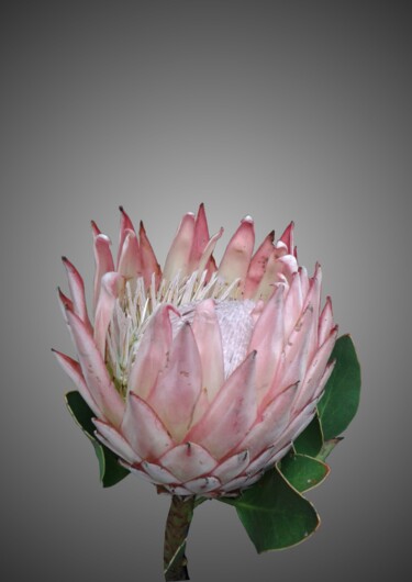 Fotografia intitulada "Protea Ice-Cream -…" por André Pillay, Obras de arte originais