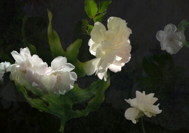 Fotografia intitolato "Shade - Botanical A…" da André Pillay, Opera d'arte originale
