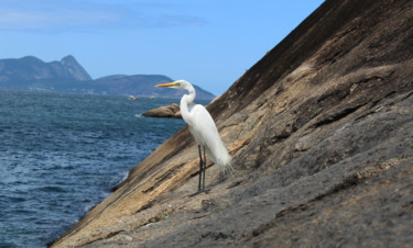 Фотография под названием "A  Garça da Praia V…" - André Saisse, Подлинное произведение искусства, Цифровая фотография