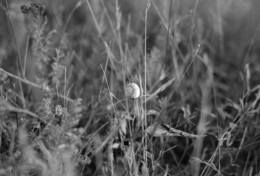 「Улитка в траве」というタイトルの写真撮影 Andreï Barinoffによって, オリジナルのアートワーク, アナログ写真