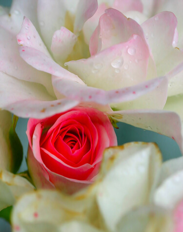 Фотография под названием "Бутон розы" - Andrey Petrosyan, Подлинное произведение искусства, Цифровая фотография