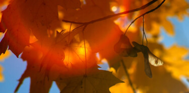 Photographie intitulée "Осенне солнце" par Andrey Petrosyan, Œuvre d'art originale, Photographie numérique