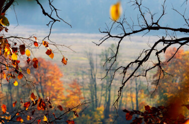 Fotografia zatytułowany „Листья осени” autorstwa Andrey Petrosyan, Oryginalna praca, Fotografia cyfrowa