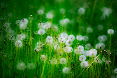 Фотография под названием "Летняя поляна" - Andrey Petrosyan, Подлинное произведение искусства, Цифровая фотография