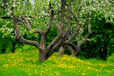 Photographie intitulée "Весеннее цветение" par Andrey Petrosyan, Œuvre d'art originale, Photographie numérique