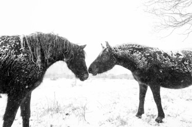 Photography titled "SNOW HORSES" by Andrew Lever, Original Artwork, Digital Photography