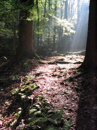Fotografie mit dem Titel "Morning in the Woods" von Andrew Troyer, Jr, Original-Kunstwerk, Digitale Fotografie