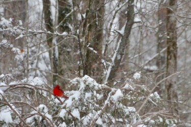 Fotografie getiteld "Cardinal in the snow" door Andrew Troyer, Jr, Origineel Kunstwerk, Digitale fotografie