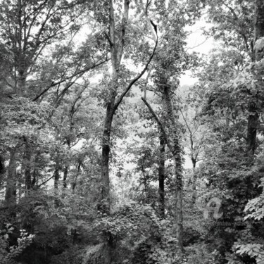 Fotografie mit dem Titel "White Oaks" von Andrew Walaszek, Original-Kunstwerk, Digitale Fotografie