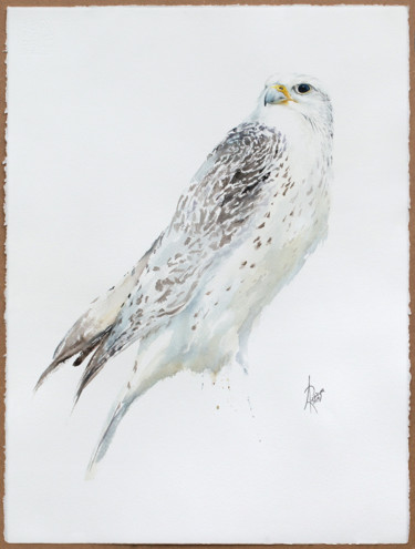 Painting titled "Gyrfalcon" by Andrzej Rabiega, Original Artwork, Watercolor