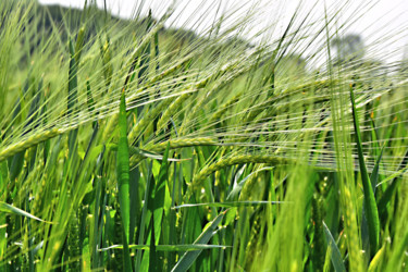 Photography titled "wheat" by Andy Stevenson, Original Artwork
