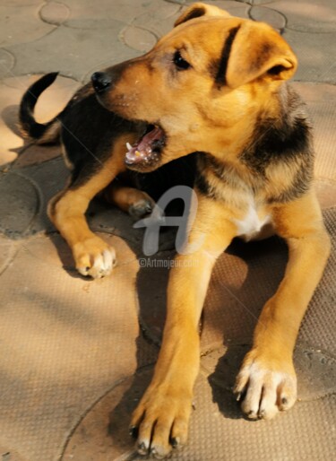 Photographie intitulée "Kolkata dog" par Angela Caillaud S., Œuvre d'art originale, Photographie numérique