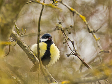 Photography titled "Mésange chanteuse" by Angèle Marani, Original Artwork, Digital Photography