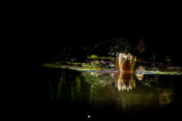 Fotografia intitulada "La grenouille" por Angèle Marani, Obras de arte originais, Fotografia digital