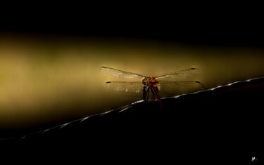 Photographie intitulée "libellule" par Angèle Marani, Œuvre d'art originale, Photographie numérique