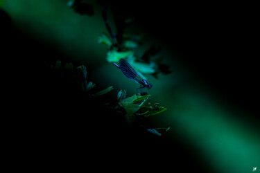 Photographie intitulée "libellule bleue" par Angèle Marani, Œuvre d'art originale, Photographie numérique
